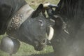 FIghting cows Royalty Free Stock Photo