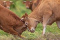 Fighting Cows Royalty Free Stock Photo