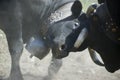 FIghting cows of Switzerland Royalty Free Stock Photo
