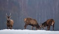 Fighting Deers: Several Young Deer Spiczak Find Out The Relationship. Two Red Deer Stags Cervus Elaphus Fighting In Winter