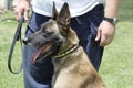 Fighting dog Belgian Malinois Breed Royalty Free Stock Photo
