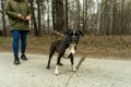 fighting dog boxer on a leash walking in the woods