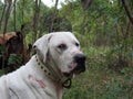 The fighter dog is looking at me with strange eyes,He always looks here and there to find another fighting dog Royalty Free Stock Photo