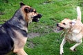 Home Dogs - Imitation Fighting