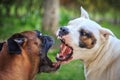 Fighting dogs Royalty Free Stock Photo