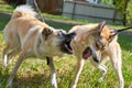 Fighting dogs, open mouths with fangs, close-up