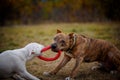 Fighting dogs pull the toy Royalty Free Stock Photo