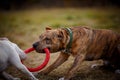 Fighting dogs pull the toy Royalty Free Stock Photo