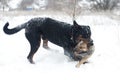 Fighting dogs rottweiler and small dog Royalty Free Stock Photo