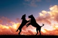 Fighting dogs at sunset Royalty Free Stock Photo