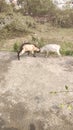 Fighting domestic animals goats fighting for food Royalty Free Stock Photo