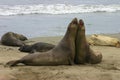 Fighting Elephant Seals