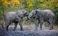 Fighting elephants Royalty Free Stock Photo