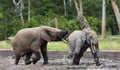 Fighting Elephants Royalty Free Stock Photo