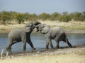 Fighting Elephants Royalty Free Stock Photo