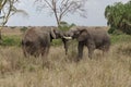 Fighting elephants with tusks