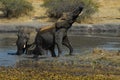 Fighting elephants at waterhole Royalty Free Stock Photo