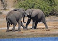 Fighting elephants