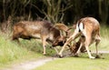 Fighting Fallow deer