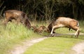 Fighting Fallow deer