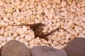 Fighting female Tenerife lizards  - endemic on Canary islands Royalty Free Stock Photo