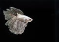 Fighting fish Royalty Free Stock Photo