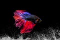 Fighting fish,Betta fish, siamese fighting fish Swim in the wave