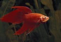 Fighting Fish, betta splendens, Aquarium Fish