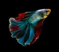 Fighting fish on black background. Betta fish