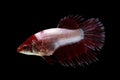 Fighting fish on black background. Betta fish