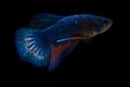 Fighting Fish in the Dark