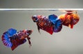 Fighting fish in fish tank Betta fishs galaxy fancy Siamese