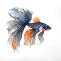 Fighting Fish Hand drawn sketch and watercolor illustrations. Watercolor painting Fighting Fish. Fighting Fish Illustration Royalty Free Stock Photo