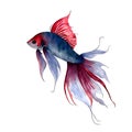 Fighting Fish Hand drawn sketch and watercolor illustrations. Watercolor painting Fighting Fish. Fighting Fish Illustration Royalty Free Stock Photo