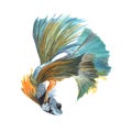 Fighting fish isolated on white background .Fighting fish Hand painted Watercolor illustrations. Royalty Free Stock Photo