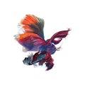 Fighting fish illustration watercolor painting.Watercolor hand painted.illustration of a fish isolated. on