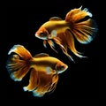 Fighting fish are scientifically known as Betta splendens. Royalty Free Stock Photo