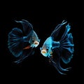 Fighting fish are scientifically known as Betta splendens. Royalty Free Stock Photo