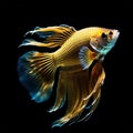 Fighting fish are scientifically known as Betta splendens. Royalty Free Stock Photo