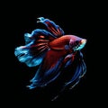 Fighting fish are scientifically known as Betta splendens. Royalty Free Stock Photo