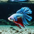 Fighting fish are scientifically known as Betta splendens.