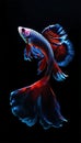 Fighting fish are scientifically known as Betta splendens.