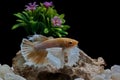 Fighting fish, Siamese fish, in a fish tank decorated with pebbles and trees, Black background Royalty Free Stock Photo