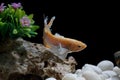 Fighting fish, Siamese fish, in a fish tank decorated with pebbles and trees, Black background Royalty Free Stock Photo