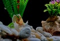 Fighting fish, Siamese fish, in a fish tank decorated with pebbles and trees, Black background Royalty Free Stock Photo