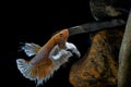 Fighting fish, Siamese fish, in a fish tank decorated with pebbles and trees, Black background Royalty Free Stock Photo