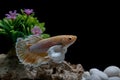 Fighting fish, Siamese fish, in a fish tank decorated with pebbles and trees, Black background Royalty Free Stock Photo