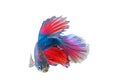 Fighting fish on white background