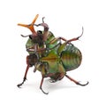 Fighting Flamboyant Flower Beetles Royalty Free Stock Photo