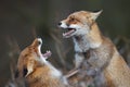 Fighting foxes